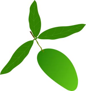Green Mango With Leaves Vector PNG Image