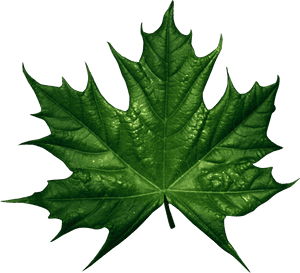 Green Leaf Png - Maple Leaf Vector Green, Transparent Png PNG