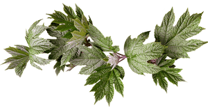 Green Maple Leaves Transparent Background PNG image with transparent background