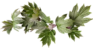 Green Maple Leaves Transparent Background PNG Image