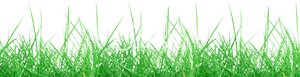 Meadow Transparent PNG PNG image with transparent background