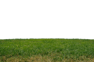 Spring Meadow PNG HD PNG image with transparent background