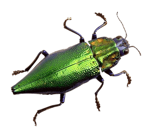 Green Metallic Beetle PNG image with transparent background