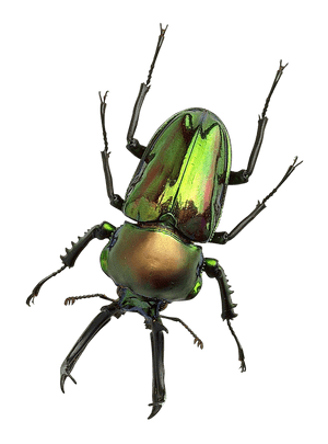 Green Metallic Beetle PNG image with transparent background