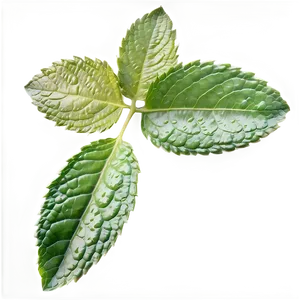 Green Mint Leaf Png Vkp15 PNG Image