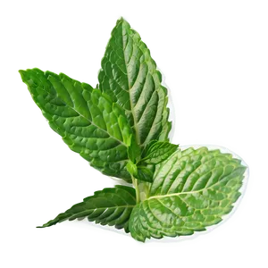 Green Mint Leaf Png Wjt10 PNG Image