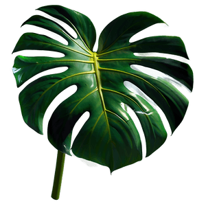 Green Monstera Plant PNG 05232024 PNG image with transparent background