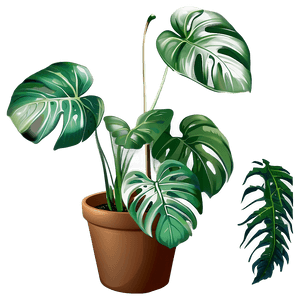 Green Monstera Plant PNG 05232024 PNG image with transparent background