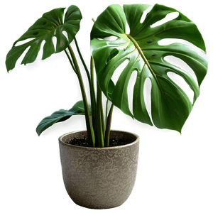 Green Monstera Plant PNG paq PNG image with transparent background