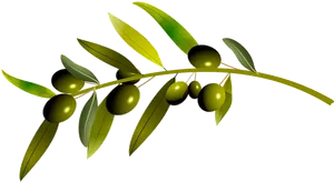 Green Olives Branch Graphic PNG Image