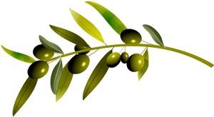 Olive, HD Png Download PNG with transparent background