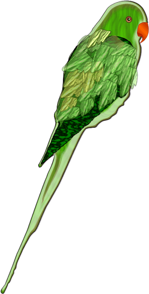 Free Vector Parrot - Real Parrot Vector PNG image with transparent background