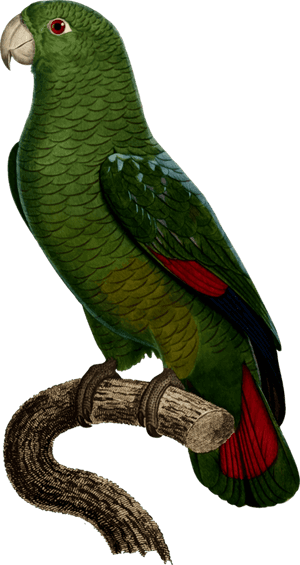 Budgerigar Drawing True Parrot Cockatoo - Black Billed Parrot PNG image with transparent background