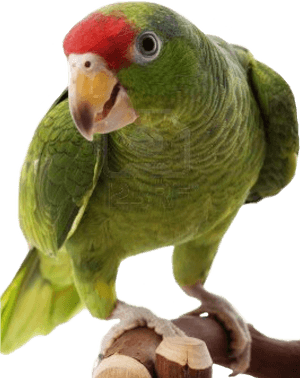 Download All Parrots Png Images And Transparent's To - Amazon Parrot Png PNG image with transparent background