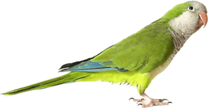 Green Parrot Png Image - Png Parrot PNG image with transparent background
