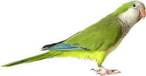 Green Parrot Profile PNG Image