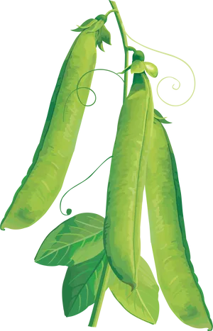 Green Peapods Illustration PNG Image