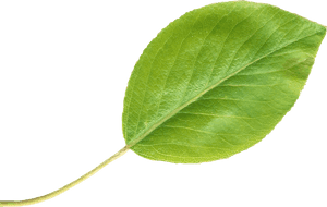 Pear Leaftransparent - Pear Leaf, HD Png Download PNG image with transparent background