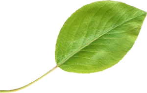 Green Pear Leaf Isolated.png PNG Image