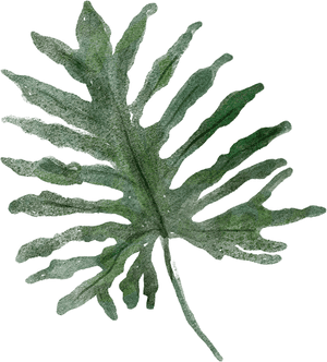 Gambel Oak - Daun Kuping Gajah Png, Transparent Png PNG image with transparent background