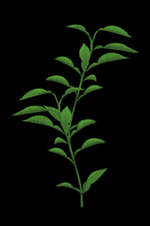 Green Plant Stem Leaves Black Background PNG with transparent background