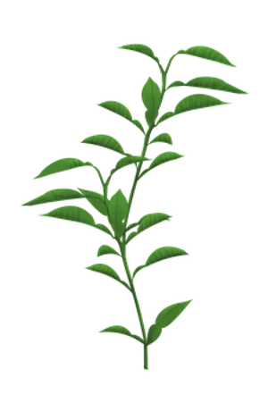 Green Plant Stem Leaves Black Background PNG Image