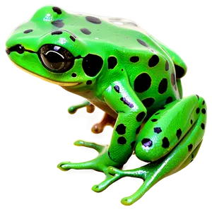 Green Poison Dart Frog Png 06132024 PNG Image