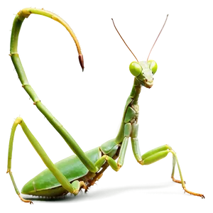 Green Praying Mantis Png Oaw50 PNG Image