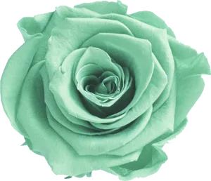 Green Rose Flower PNG Image