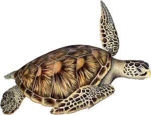 Green Sea Turtle Illustration PNG Image