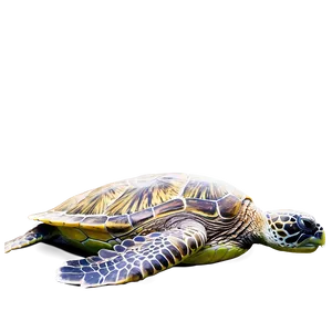 Green Sea Turtle Profile Png Qrr PNG Image