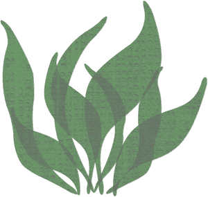 Png Seaweed , Png Download - Seaweed Png, Transparent Png PNG with transparent background