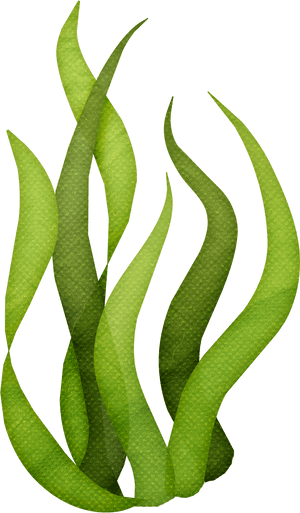 Clip Art Sea Weed Clip Art - Seaweed Png, Transparent Png PNG image with transparent background