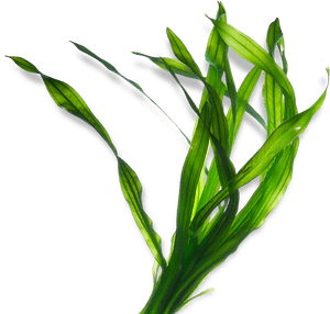 Seaweed Kelp Ascophyllum Nodosum Algae Extract - Seaweed Png, Transparent Png PNG with transparent background