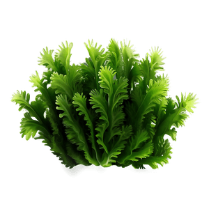 Green Seaweed Illustration PNG 96 PNG image with transparent background