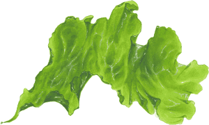 Seaweed Png Transparent - Seaweed Leaf Transparent Png, Png Download PNG with transparent background