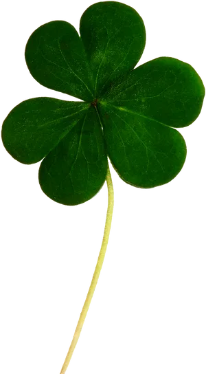 Green Shamrock Black Background PNG Image