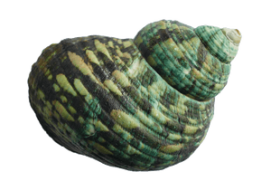 Green Striped Seashell.png PNG image with transparent background
