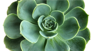 Transparent Succulent Clipart - Succulent Clipart Transparent Background, HD Png Download PNG image with transparent background