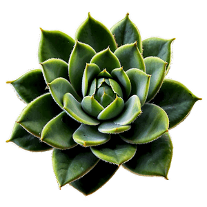 Green Succulent PNG 05242024 PNG image with transparent background