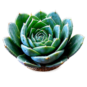 Green Succulent PNG 05242024 PNG image with transparent background