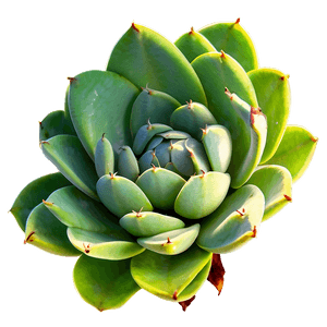 Green Succulent PNG odv PNG image with transparent background