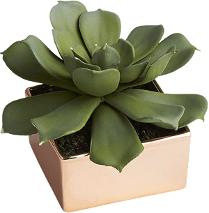 Agave, HD Png Download PNG image with transparent background