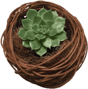 Succulent Nest - Cactus, HD Png Download PNG image with transparent background