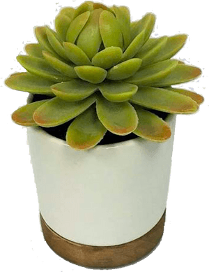 Transparent Small Plant Png, Png Download PNG image with transparent background