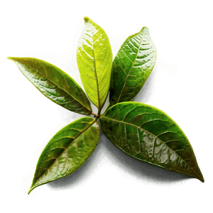 Green Tea Leaves PNG 72 PNG