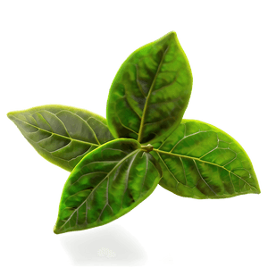 Green Tea Leaves PNG dfg7 PNG