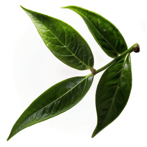 Green Tea Leaves PNG mid PNG