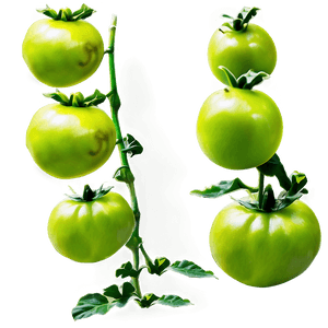 Green Tomato Plant PNG 06212024 PNG