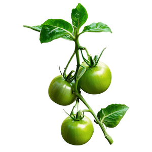 Green Tomato Plant PNG 06212024 PNG
